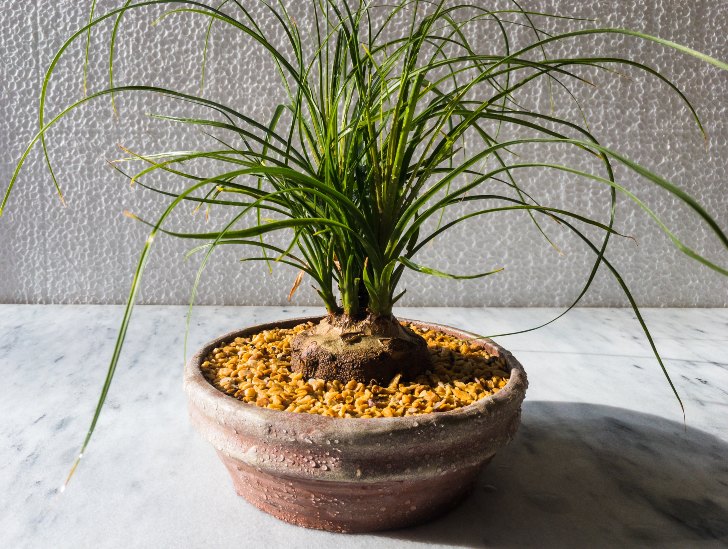 A beaucarnea poytail palm caudex plant. 