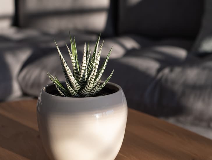 How to Propagate a Zebra Plant? - CactusWay