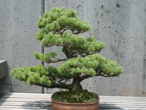 A outdoor bonsai exposed to sunlight.