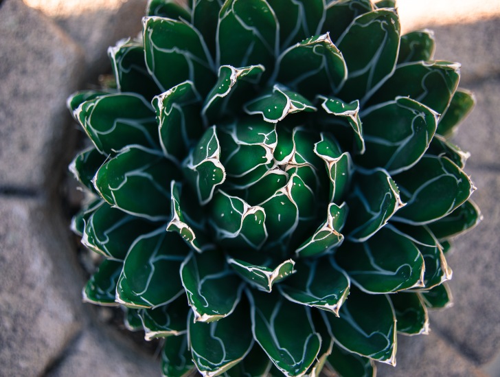 A queen victoria agave plant.