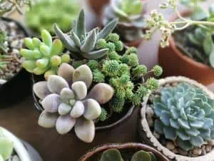 A succulent arrangement.
