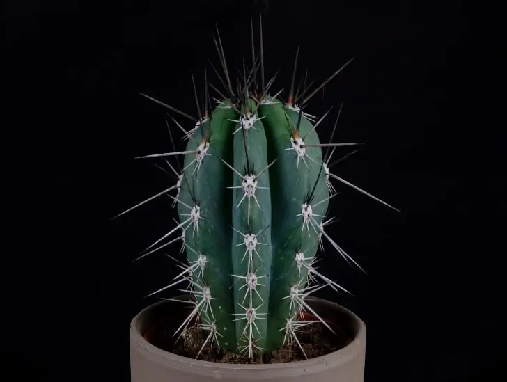 Toothpick cactus on a pot.