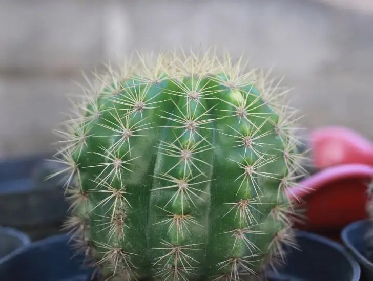 A trichocereus grandiflorus.