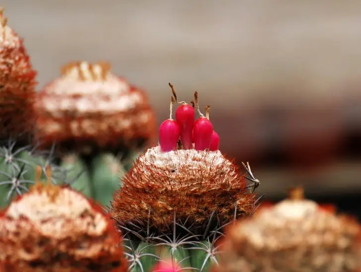A closeup image of a Turks' Cap Cactus.