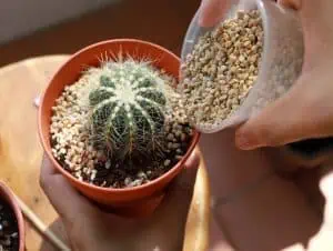A pumice on a cactus pot.
