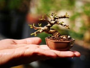 A small wired bonsai on hand.