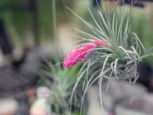 A blooming air plant.