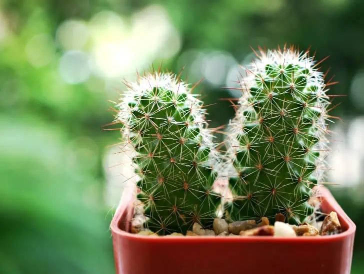 A small lady finger cactus on a pot.