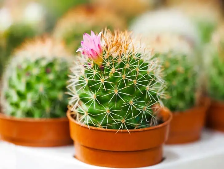 Fake Flowers on Cacti – What a Con. Buyer BEWARE!!! – Piglet in