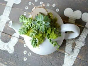 Succulent centerpiece on the teapot.