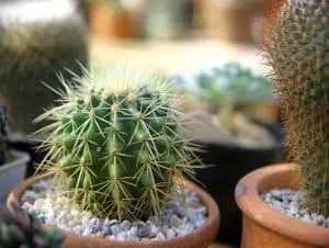 Cactus in a pot with pebbles.
