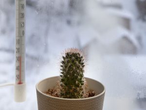 Cactus on windowsill during winter.
